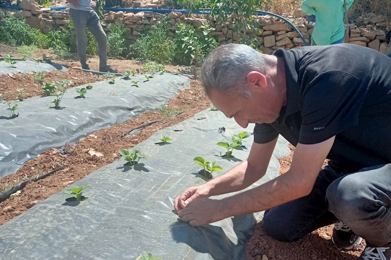Siirt’te bitkisel üretim alanlarında hastalık ve zararlı takibi sürüyor