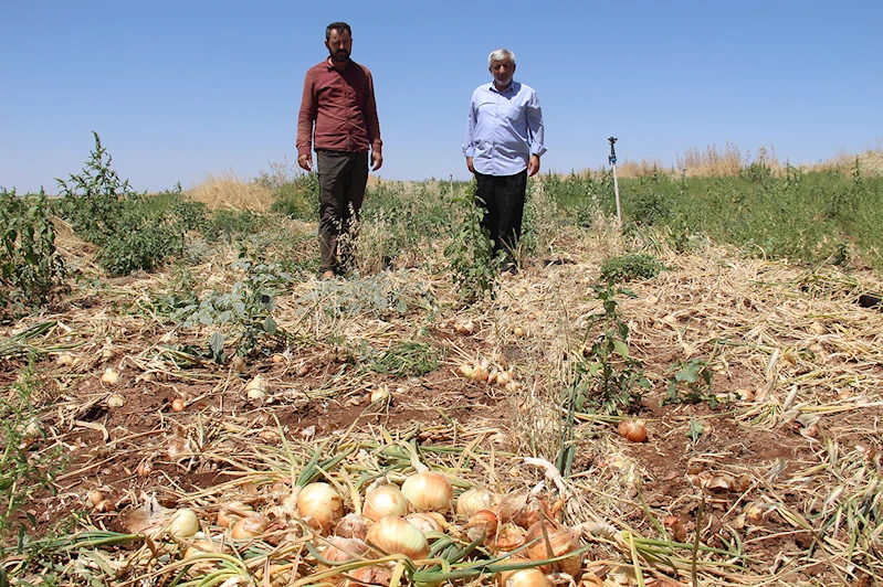 Soğan tarlada kaldı, çiftçi zarar etti: 