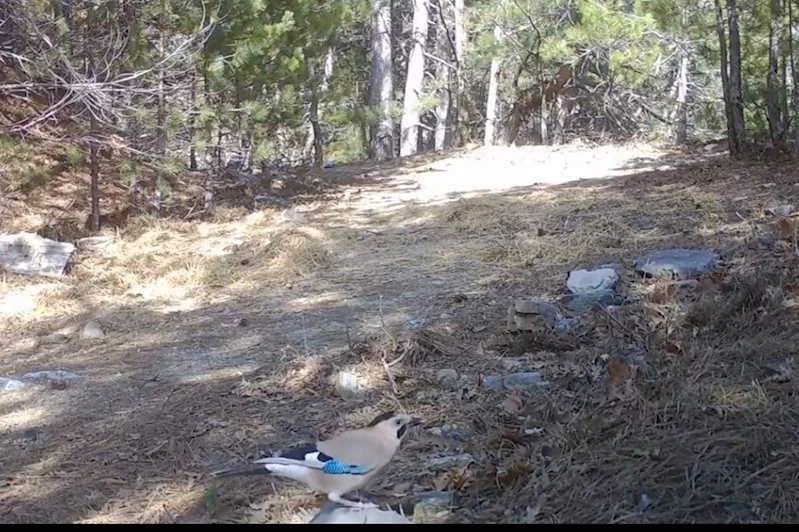 Ormanın sessiz bekçisi alakarga fotokapana takıldı