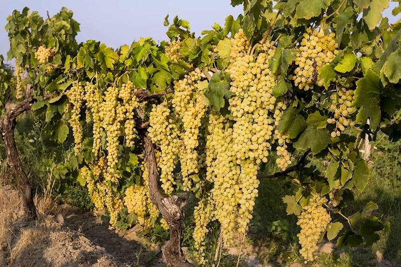 Üzüm İhracatında hedef 100 milyon dolar