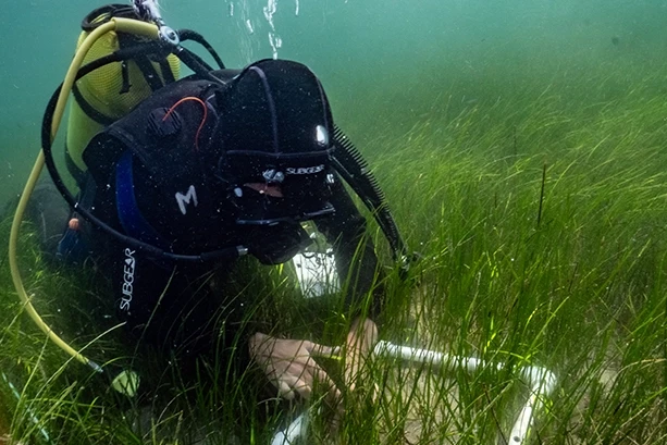 Pina ve deniz çayırları Marmara