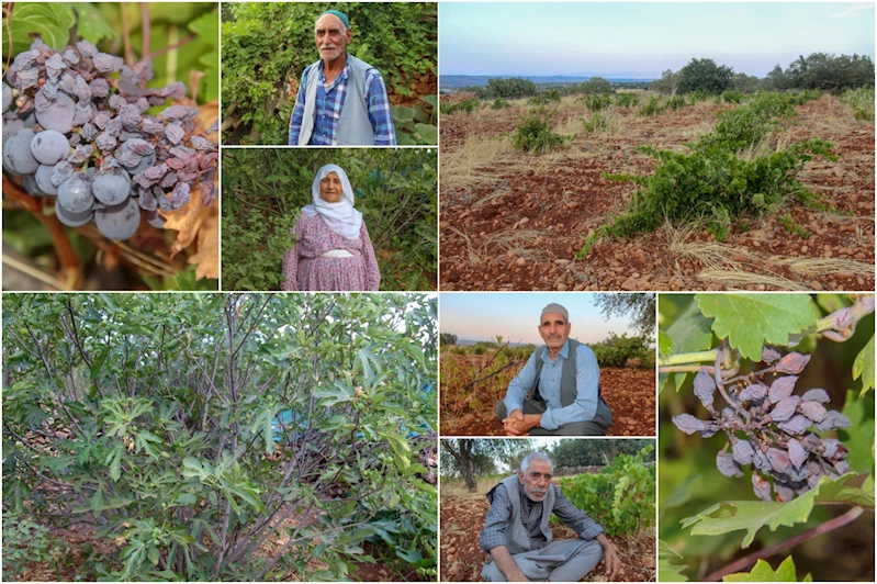 Çiftçiler yetkililere seslendi: Üzüm bağlarımızı kurtarın!