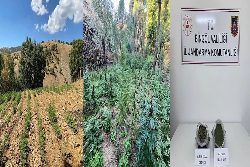 Bingöl’de binlerce kök kenevir ve skunk ele geçirildi