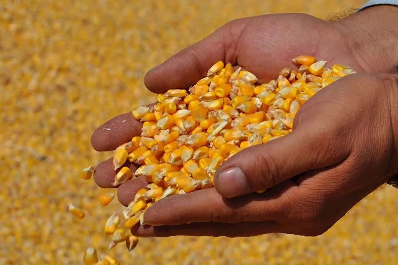 TMO, mısır alım fiyatını açıkladı: 11 bin 300 TL
