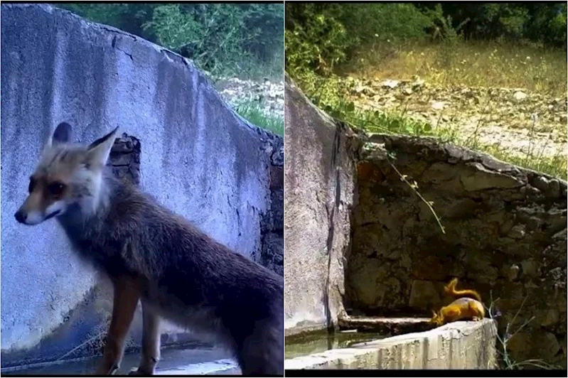 Bursa’da aynı çeşmeden su içen tilki ve sincap, foto kapanla görüntülendi