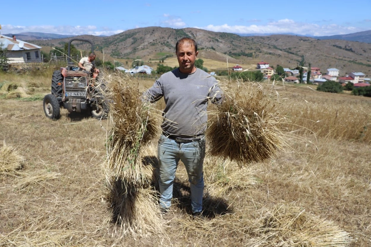 Ordu’da siyez buğdayı üretimi yüzde 1500 arttı