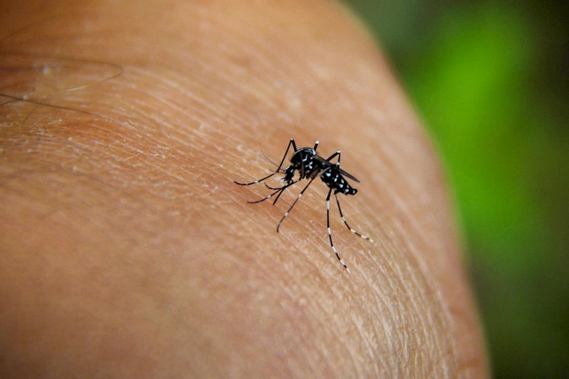 Chikungunya virüsü hızla yayılıyor: 16 Ülkede 240 binden fazla vaka