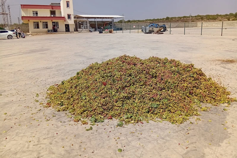 Şanlıurfa’da fıstık üretimi düştü, fiyatlar rekor seviyeye ulaştı