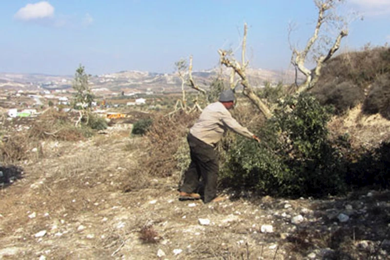 Siyonist çeteler Filistinlilere ait zeytin ağaçlarını söktü, tarım arazilerine zarar verdi 