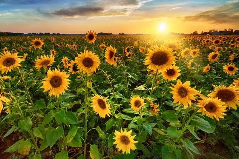 Karacabey Tarım İşletmesi’nden 1,75 milyon kg yağlık ayçiçeği ihalesi!