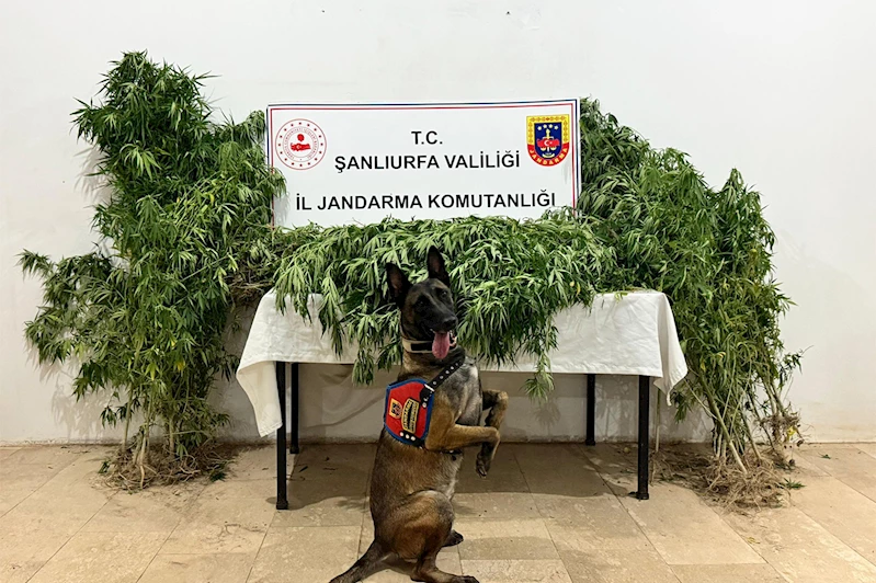 Şanlıurfa’da uyuşturucu operasyonu: 12 şüpheli gözaltında