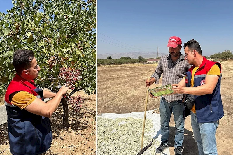 Siirt’in İkizbağlar köyünde fıstık üretimi olumsuz hava koşullarına rağmen korundu