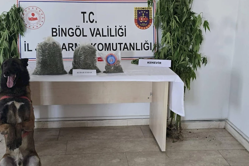 Bingöl’de uyuşturucu operasyonunda kenevir ve esrar ele geçirildi