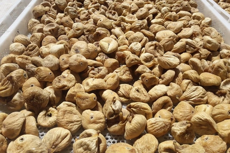 Kuru incirde üreticilere 19 bin kerevet dağıtıldı