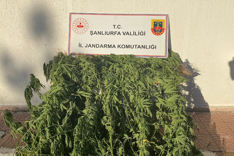 Şanlıurfa’da uyuşturucu operasyonu