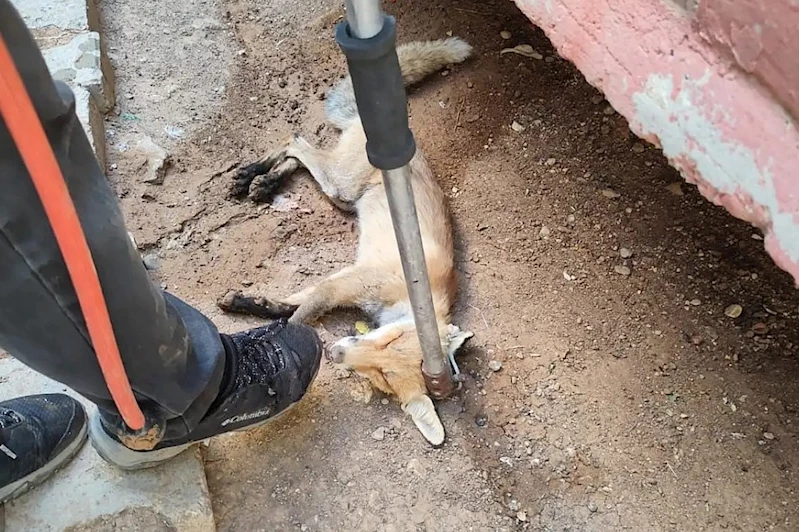 Siirt’in Kurtalan ilçesinde bahçeye giren tilki doğaya bırakıldı