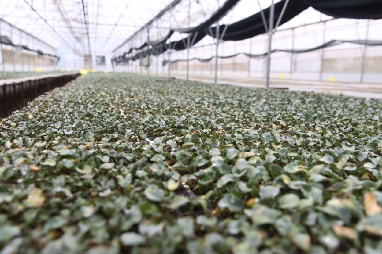 Ordu’da ilk kez üretildi: 200 bin  fide dağıtıma hazır