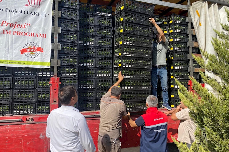 Marul ve karnabahar fidesiyle atıl araziler yeniden üretime kazandırılıyor