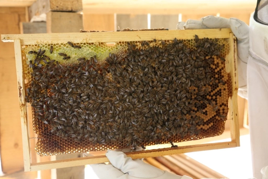 Artvin’de bal fiyatları belli oldu