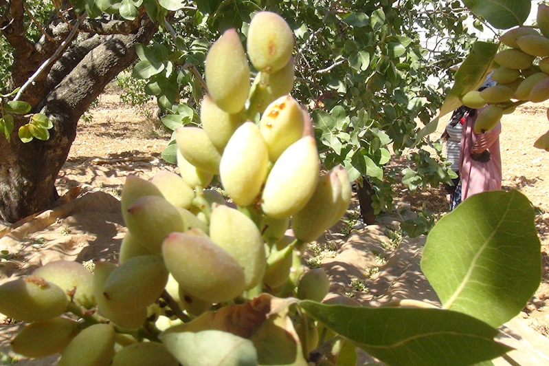 Şehitkamil Ziraat Odası Başkanı Yiğit: Bu yıl kuraklıkla birlikte zirai don çiftçiyi çok zor durumda bıraktı