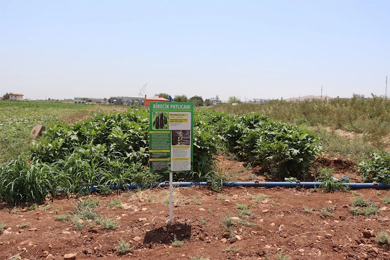 Şanlıurfa’da ata tohumlarıyla yerel üretim destekleniyor