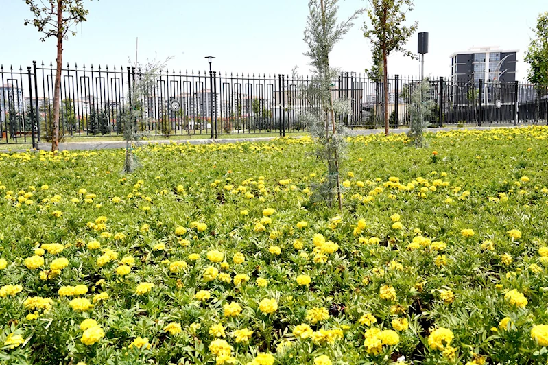 Büyükşehir Belediyesi, yaklaşık 9 bin adet çiçek dikti