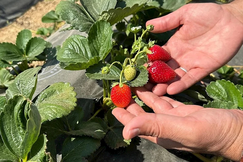 Şirvan’da çilek üretimi başladı: İlçe tarımda yeni bir sayfa açıyor