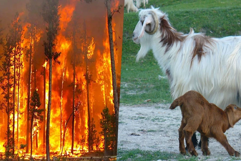 Orman yangınlarının önüne geçmede binlerce yıllık doğal yöntem: Keçiler