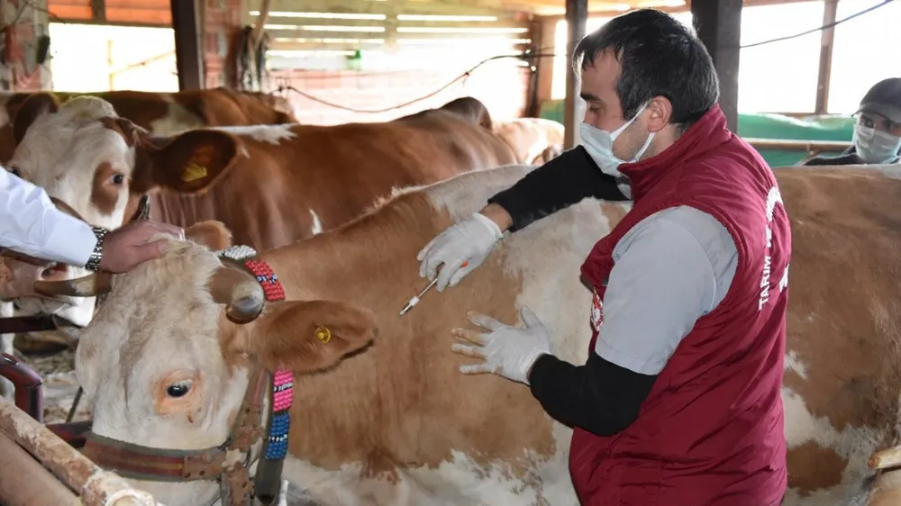  Erzurum’da şap aşılaması hız kazandı: 817 bin hayvandan 60%