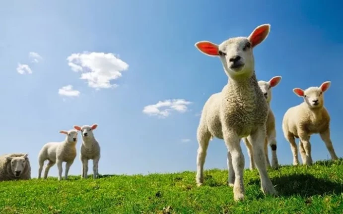 Edirne Damızlık Koyun ve Keçi Birliği’nden 2025 Sektör Raporu