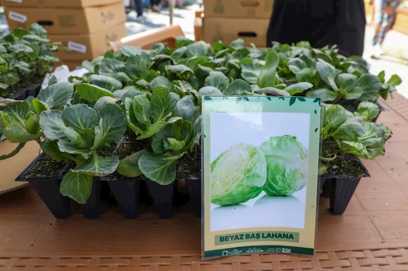 Ordu’da Kışlık Sebze Seferberliği: 200 Bin Fide Üreticilerle Buluşuyor