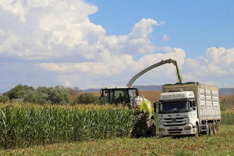 Bingöl’de silajlık mısır hasadı başladı