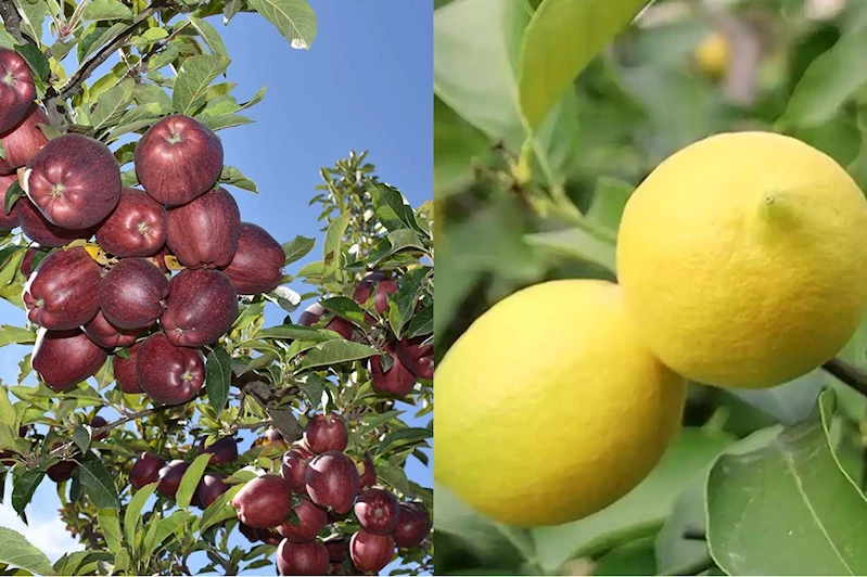Elma ve limonun ihracatı kayda bağlandı