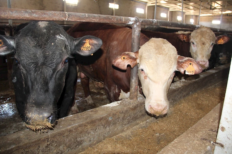 Besiciler şap hastalığından dertli: Üretici bitme noktasında