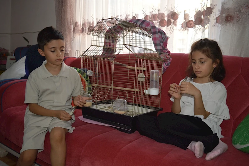 Küçük kardeşlerin yürek burkan çağrısı: Papağanımız Zeytin’i geri getirin