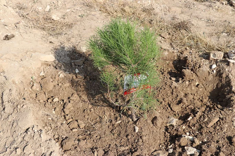 Yanan alanlarda fidan dikiminde acele edilmemeli