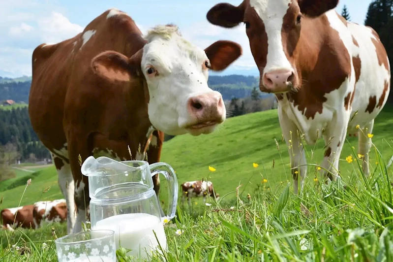 Temmuz ayında inek sütü üretimi arttı