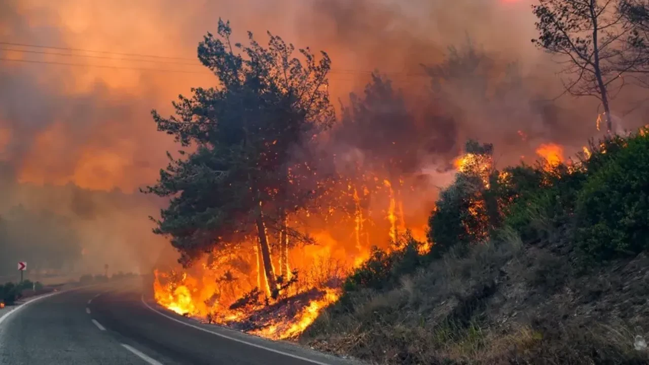 Antalya’da korkutan yangın: Zeytin ağaçları zarar gördü!