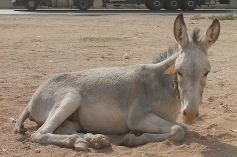 Adana’da eşek sayısı yok olma noktasına geldi