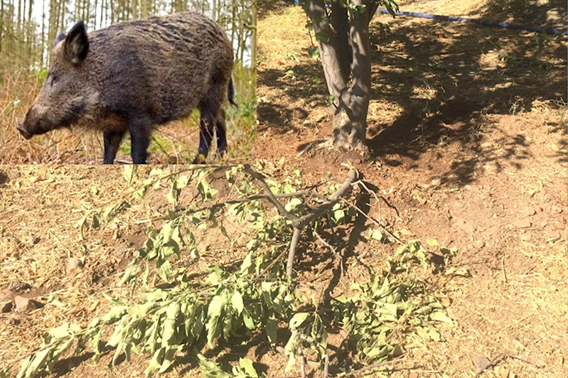 Bingöl’de domuzlar bahçelere dadandı