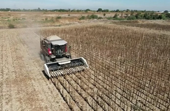 Belediye Projesiyle Ayçiçeği Hasadı Başladı