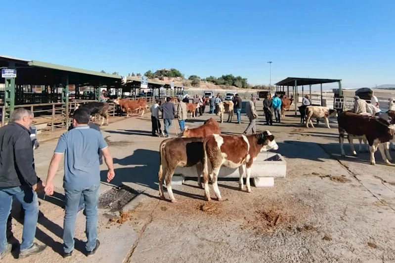 Şap hastalığı nedeniyle kapatılan Malatya Hayvan Pazarı yeniden açıldı