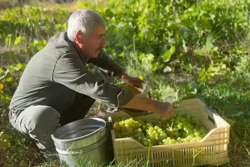 Bölgenin üzüm ihtiyacını karşılayan Darende