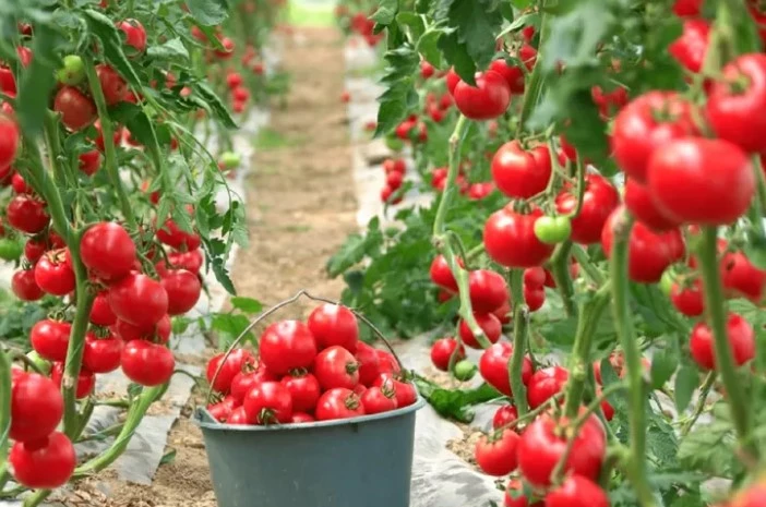 Yankı Yemek Karacabey’de Tarımsal Üretimle Maliyet Avantajı Sağlamayı Hedefliyor