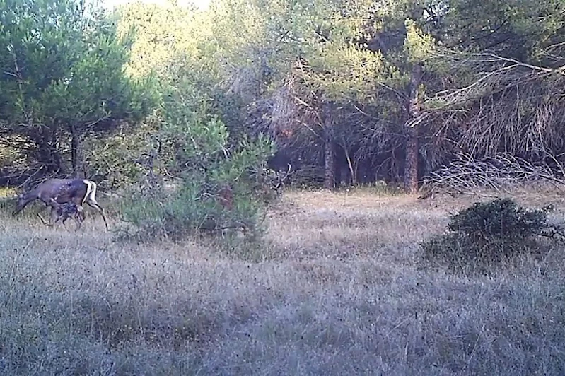 Bursa’da foto kapanla kızıl geyik ve yavrusu görüntülendi