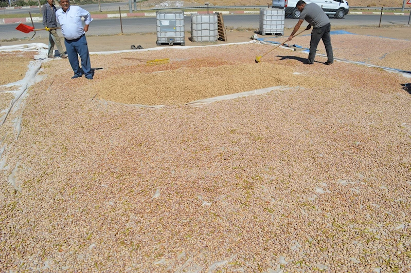 Fıstık üreticileri destek bekliyor: Çiftçiler mağdur