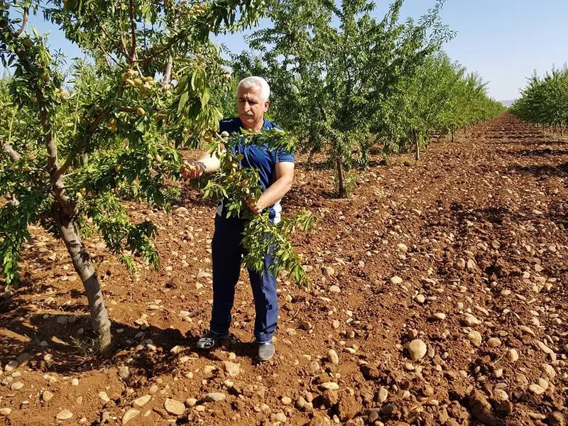 Mühendis Mehmet Çelebi: ‘Bademdeki verginin düşürülmesi, çiftçiyi hayal kırıklığına uğratmıştır’ 