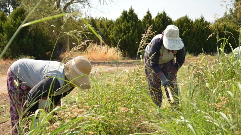 Balıkesir Büyükşehir Belediyesi, tarımı yerel tohumlarla gelecek nesillere aktarıyor