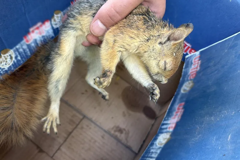 Şırnak’ta yaralı yaban hayvanları tedavi altına alındı