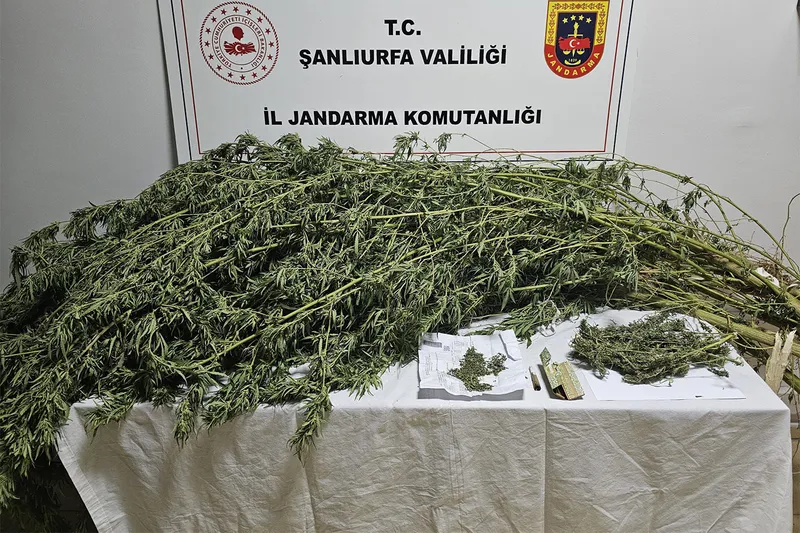 Şanlıurfa’da uyuşturucu operasyonu: Kenevir ve esrar ele geçirildi